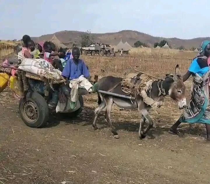 A family fleeing with a loaded donkey cart, tents and a truck behind them