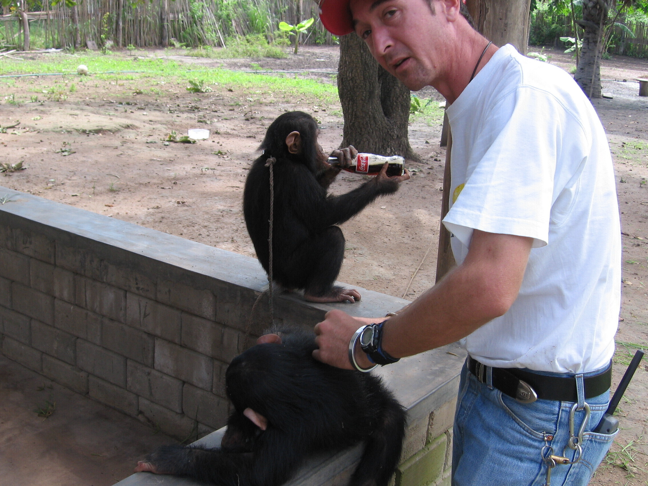 Kenyan man holding one of his pet chimpanzees